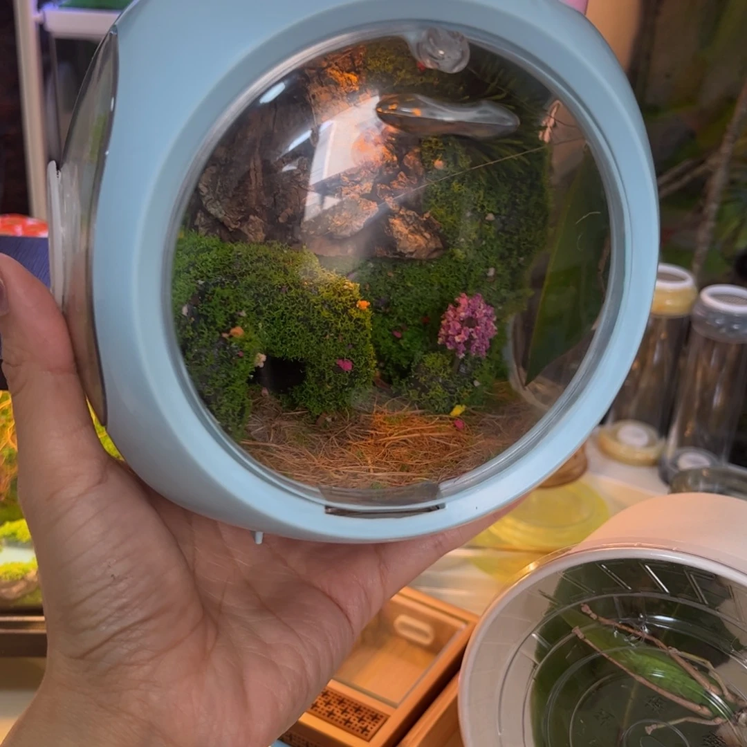 泡泡玛特生态箱送虫拍拍拍拍