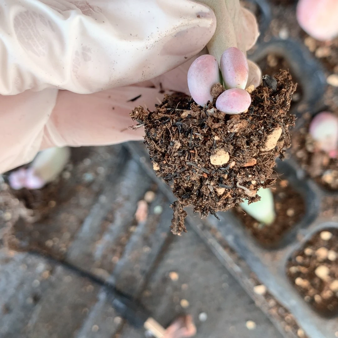 米可奶酪多肉 米可奶