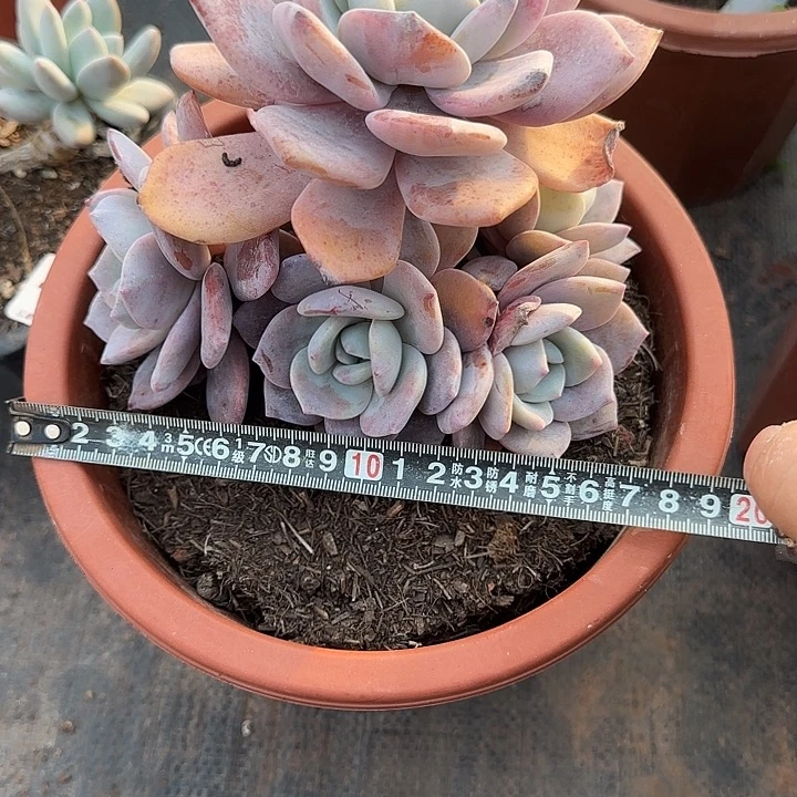 红茶698 多肉植物一物一拍