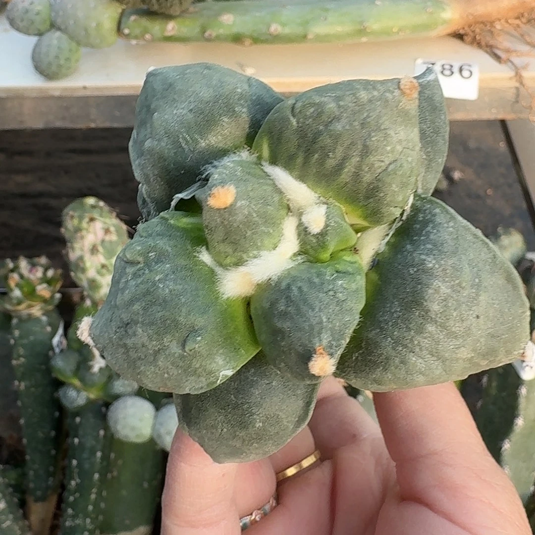 全部花朵达摩丸尤979