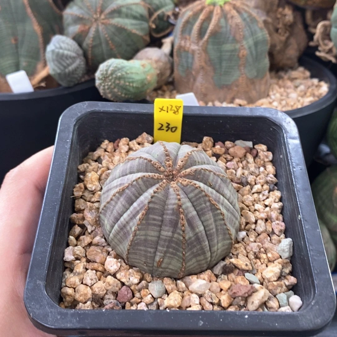 14欧系实生布纹球多肉植物