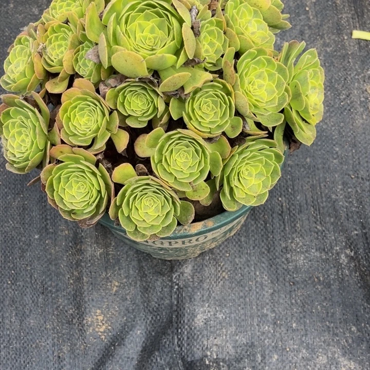 72雨荷多肉植物法师老庄