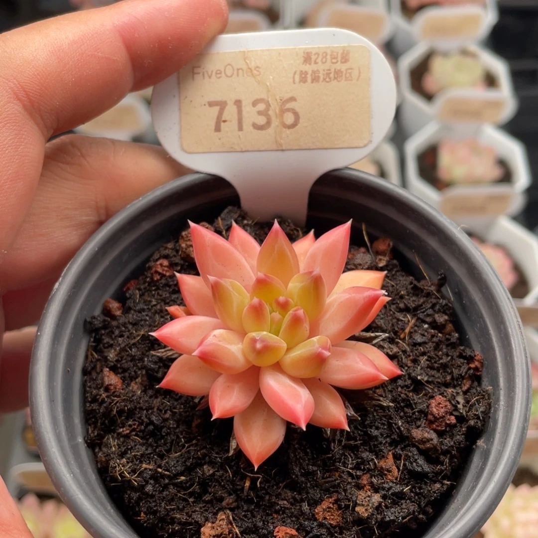 甲骨文7136-5厘米