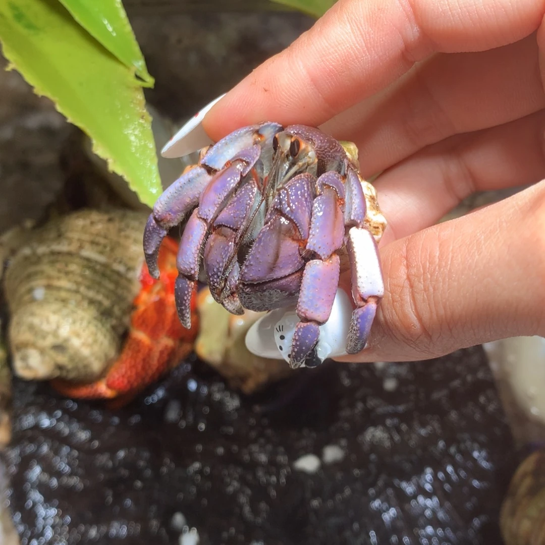 2.6 活体出售，不退不换19号