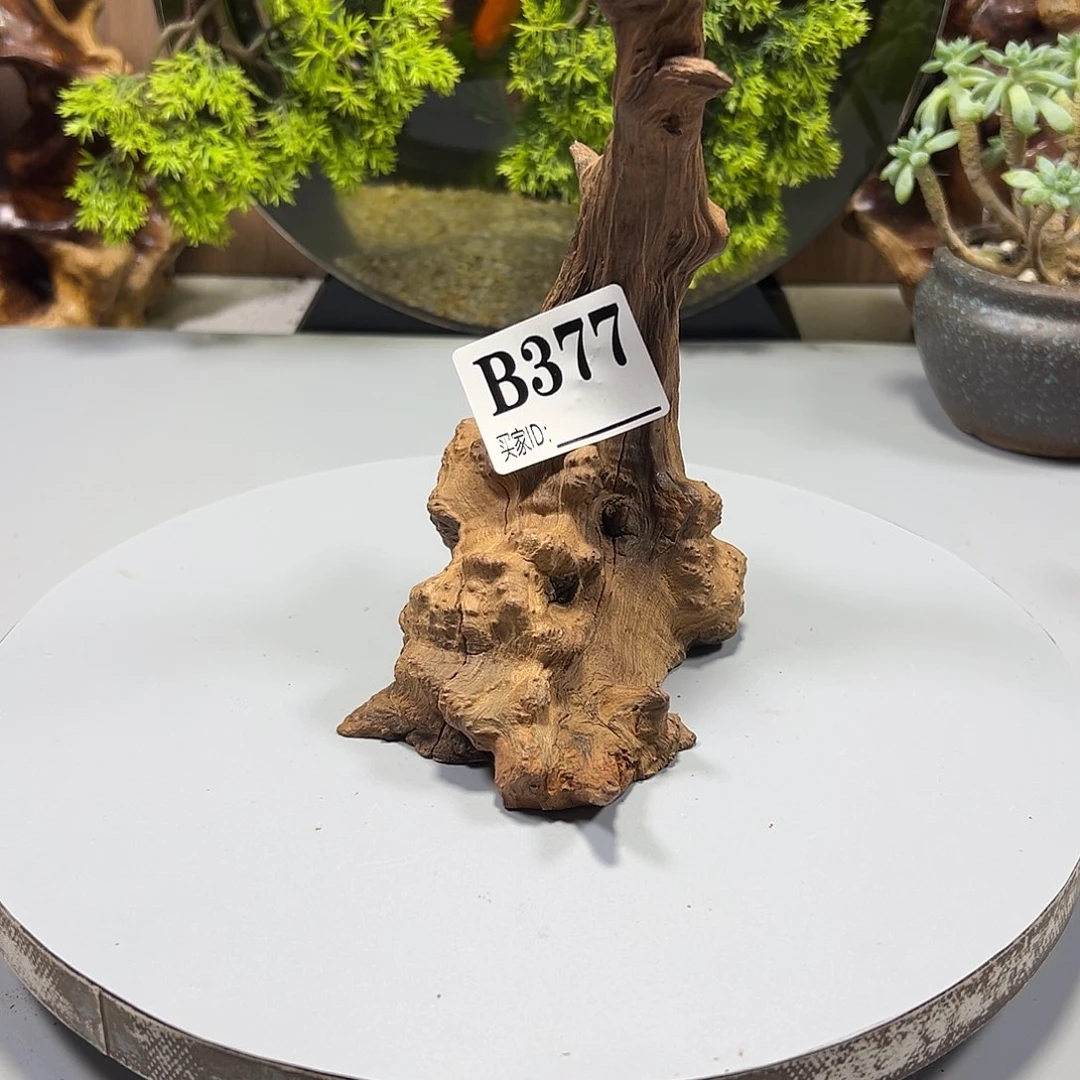 大果紫檀（缅甸花梨）这**呀