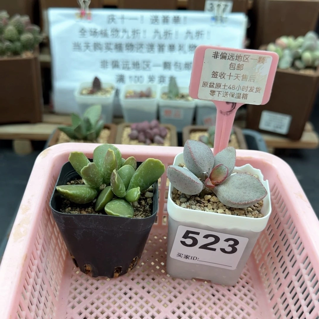 小****?523红边白蛋紫库博多肉植物