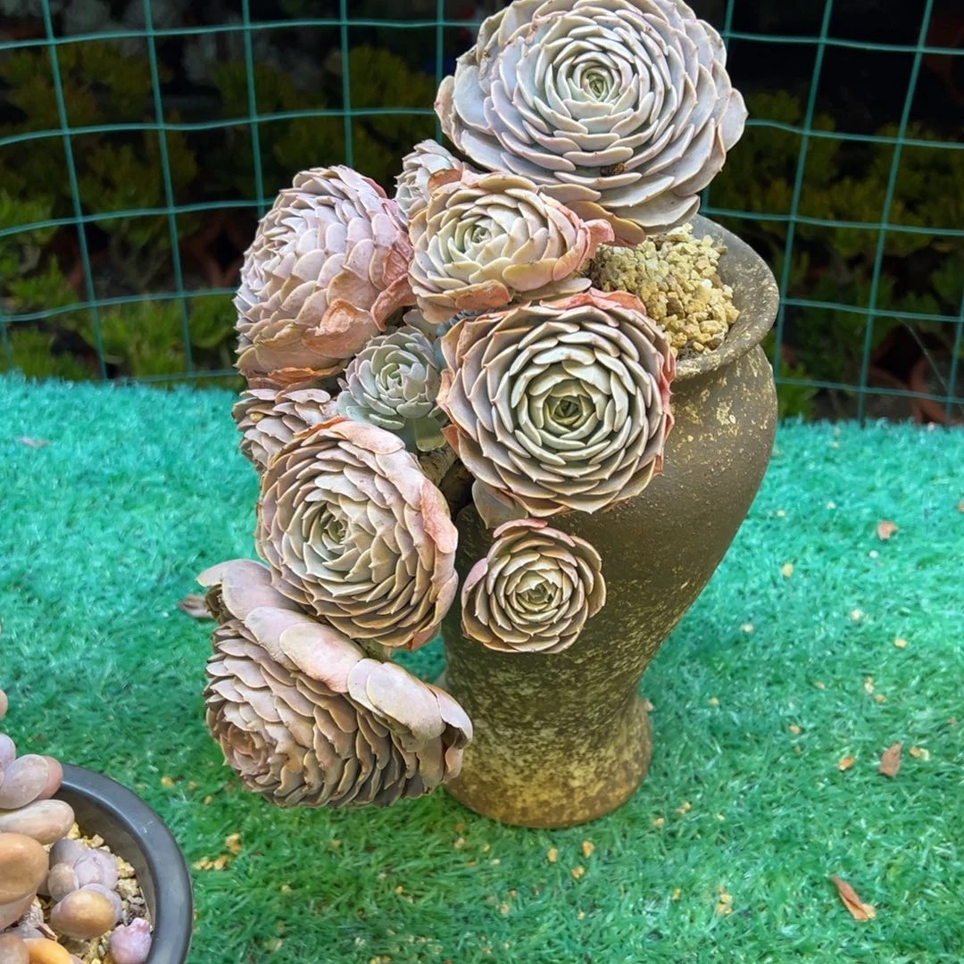 天赐，，，，，，，，，，，， ，