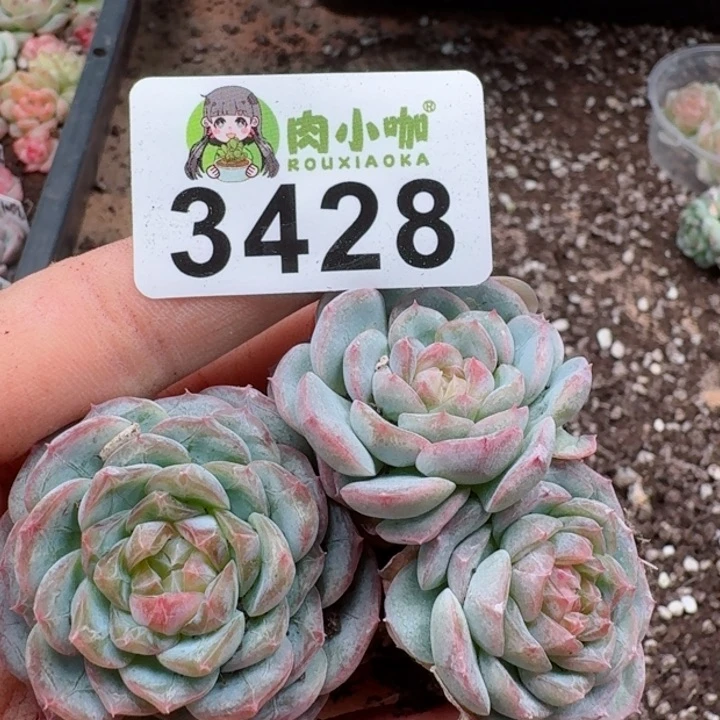 多肉植物多肉植物