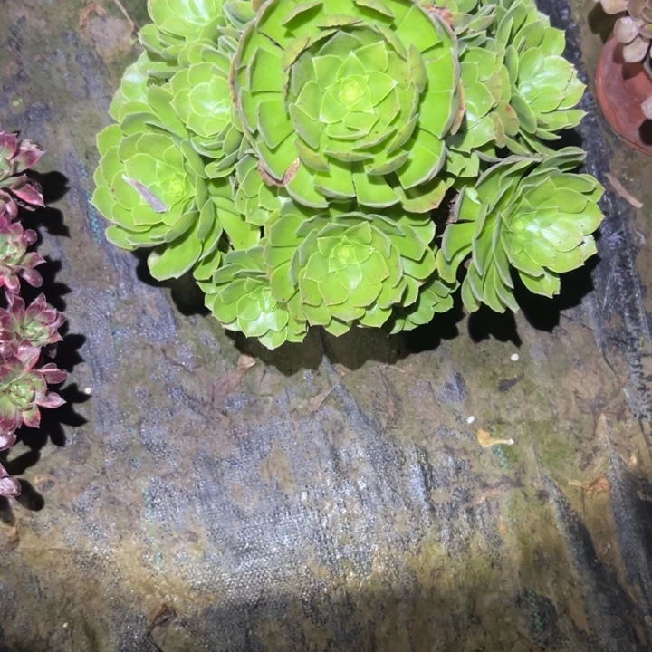 不包侧枝一物一拍212