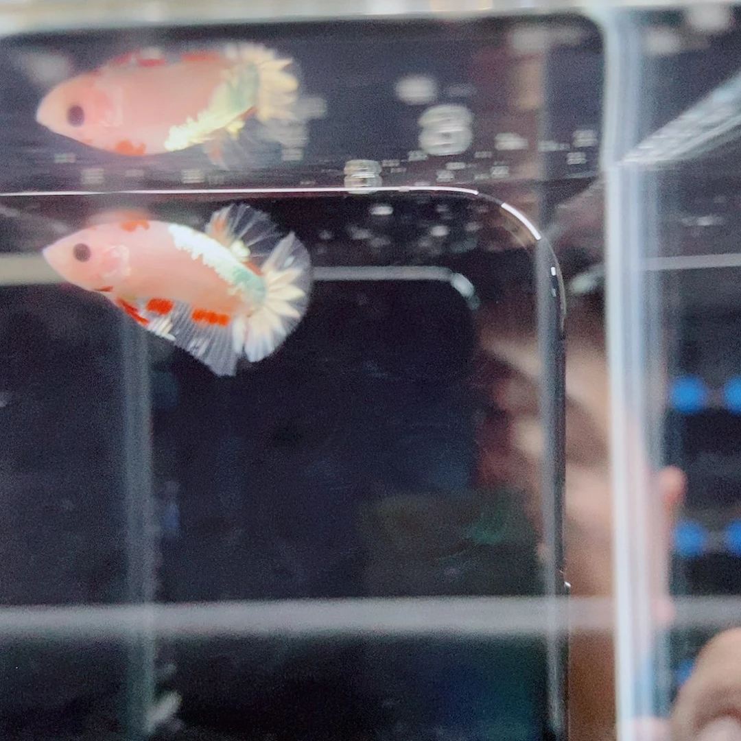 斗鱼黑310号a a a a a a