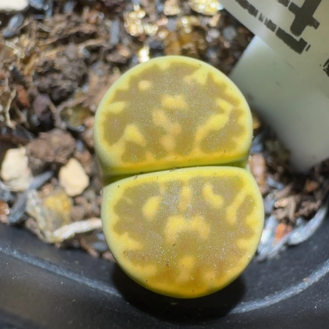 绝绝绝子生石花1471