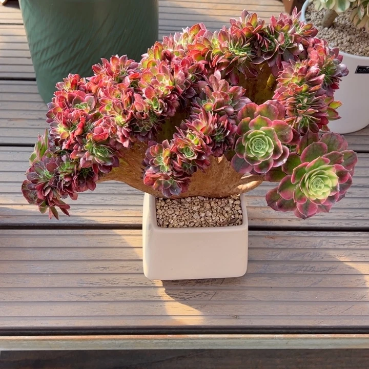 海王朵朵缀化带盆土包邮