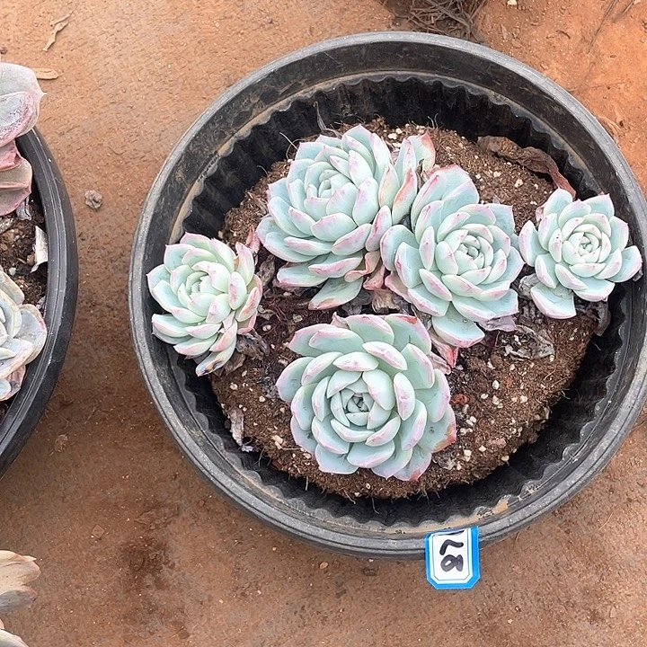 876莎莎一物一拍多肉