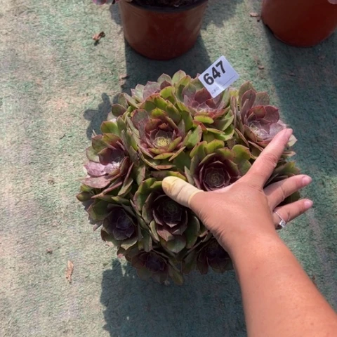 陈***儿647红心万圣节多肉