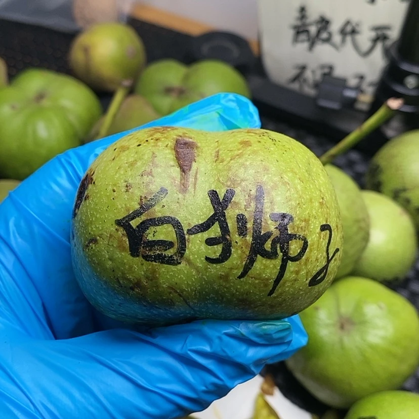 【闪购商品】桃核吊坠文玩核桃代开白狮子头蛤蟆头西北将军霸王龙