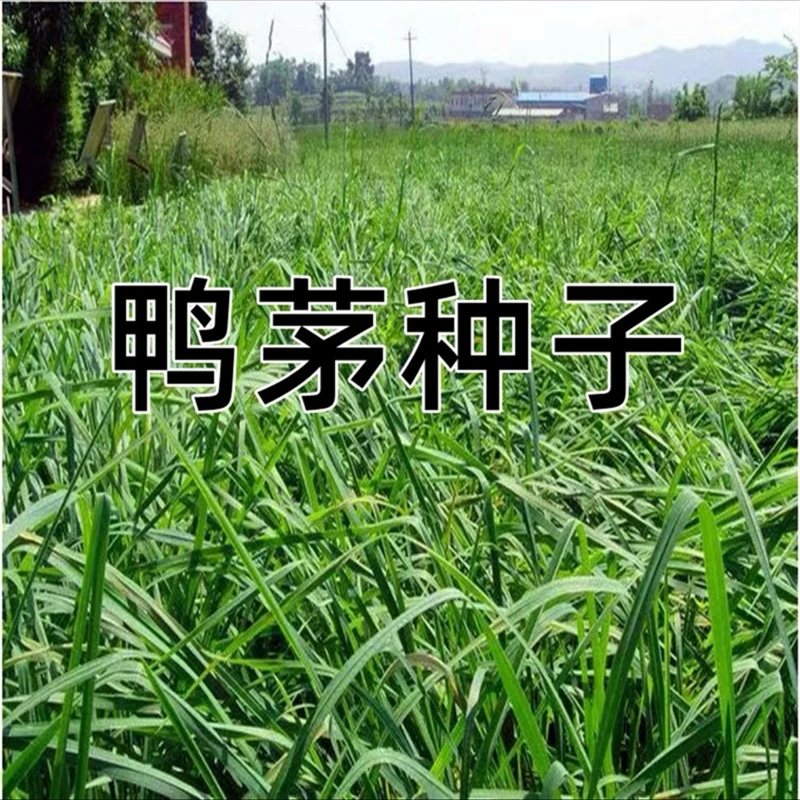 鸭茅草种子多年生果园荒山林下种植耐阴耐践踏牛羊放牧草种籽