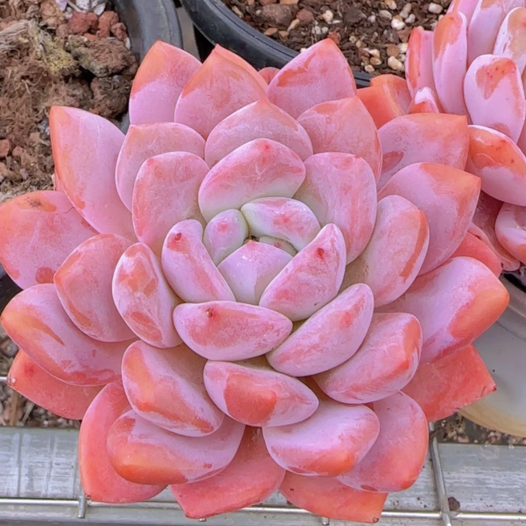 【闪购商品】OP冰玉