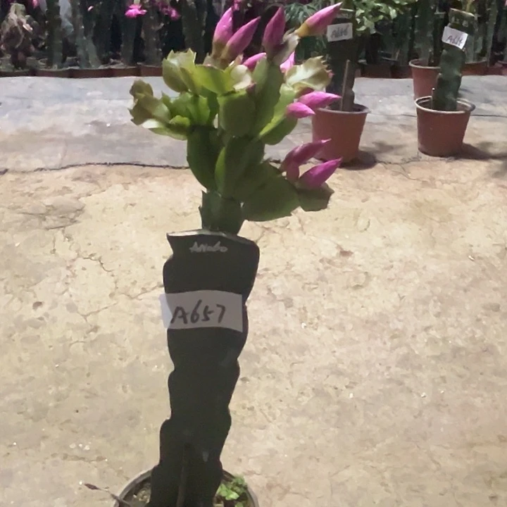 完全开放A657AN060嫁接苗