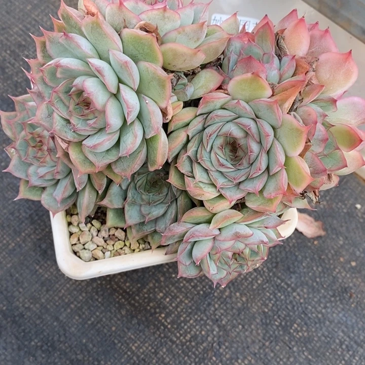 2313杂交老桩基地～14厘米