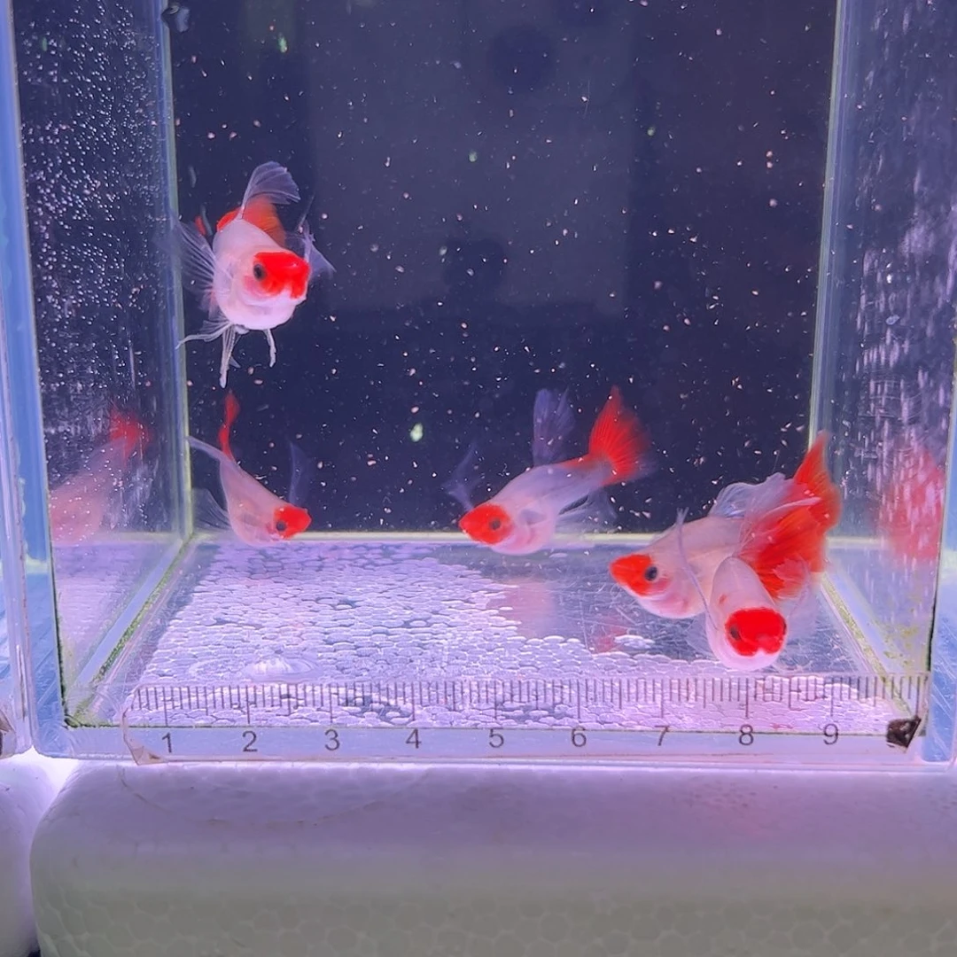 桑***达孔雀鱼深海蓝c母5条