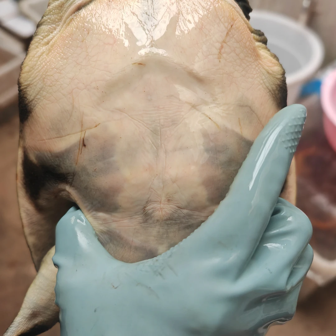 洪湖小强纯生态甲鱼