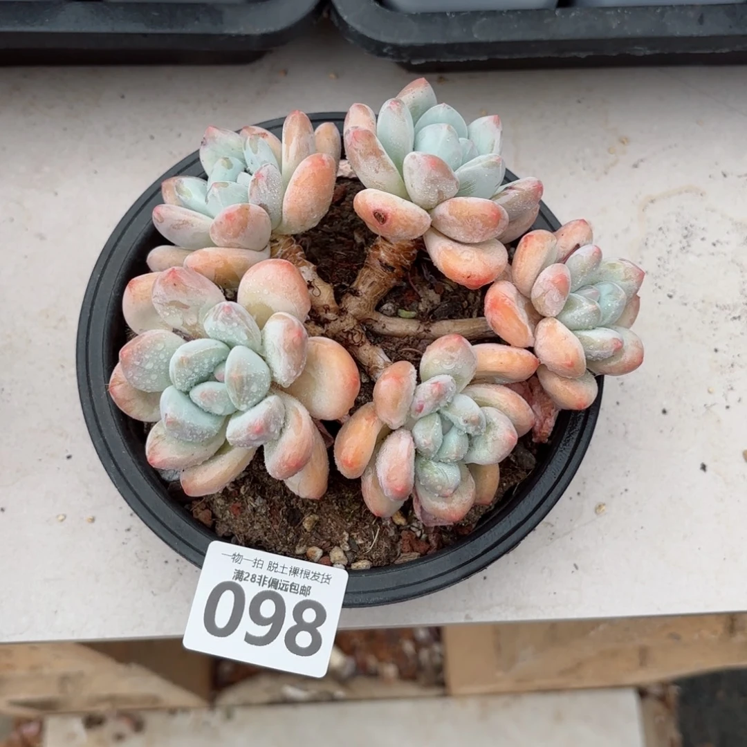 香水老桩无盆土发货