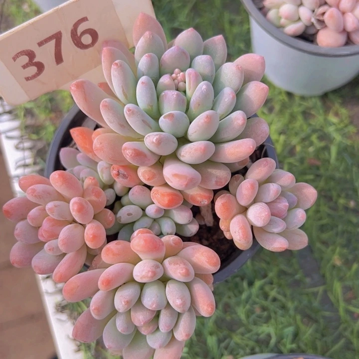 健健康康平平安安