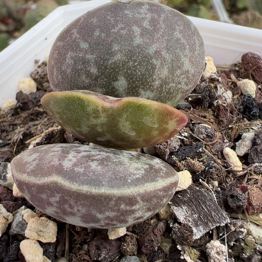 满斑花蛋单头纯木质桩多肉植物