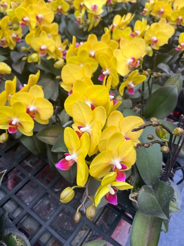 精品蝴蝶兰小黄莺