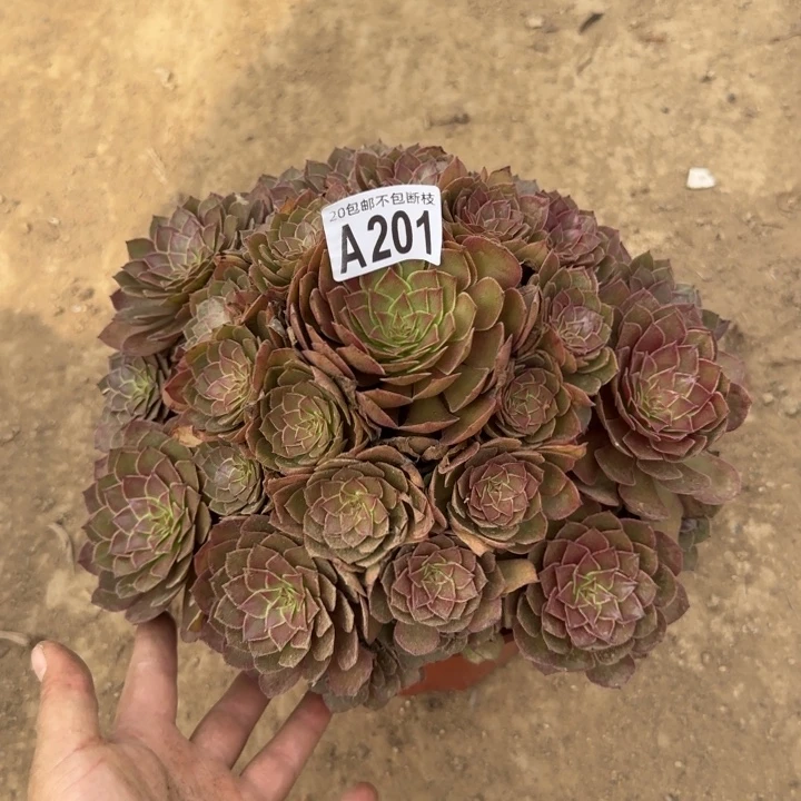 红魔……多肉植物……