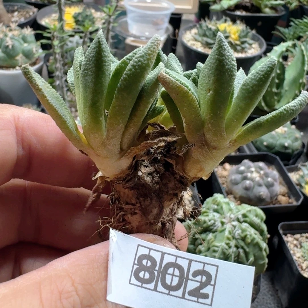 802块根人鱼脱土发货