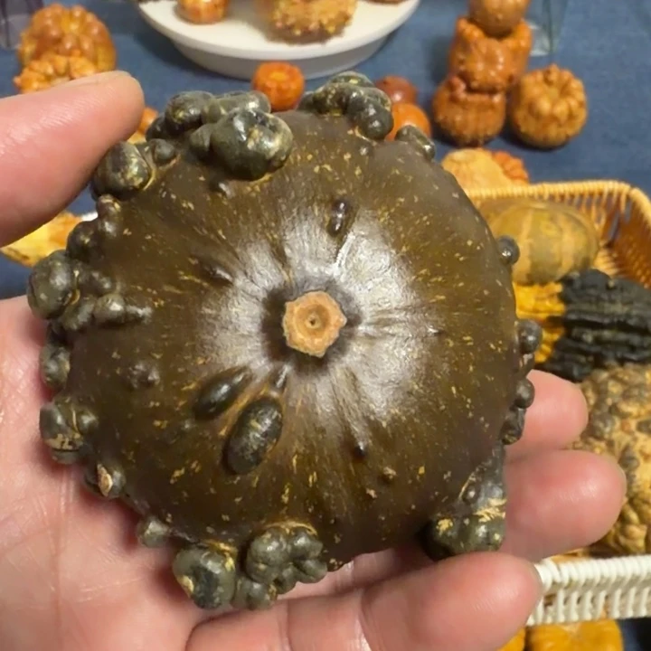 落***零墨西哥七彩疙瘩葫芦瑕疵不退货