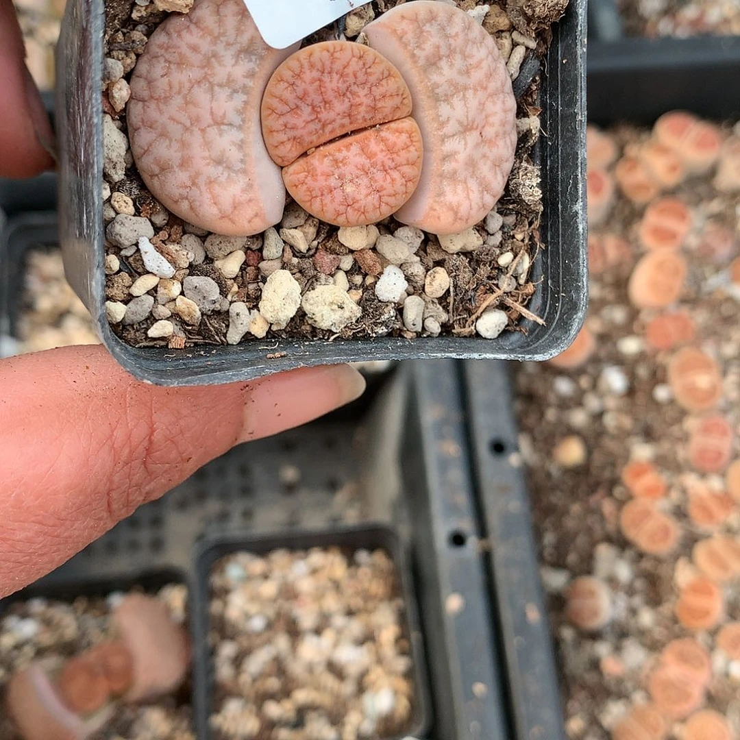 C281多肉植物保护研究所