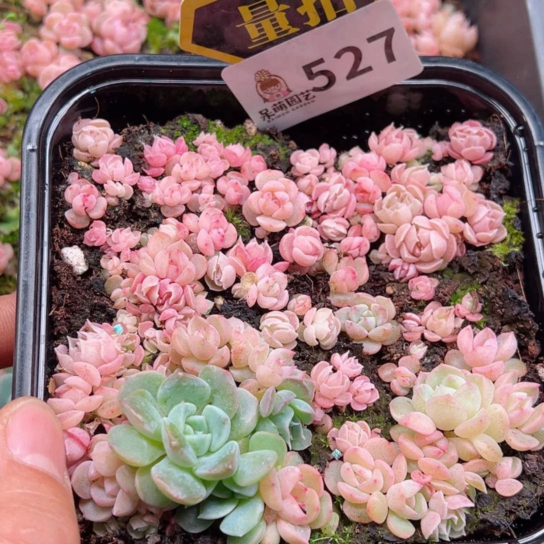 多肉植物多肉植物