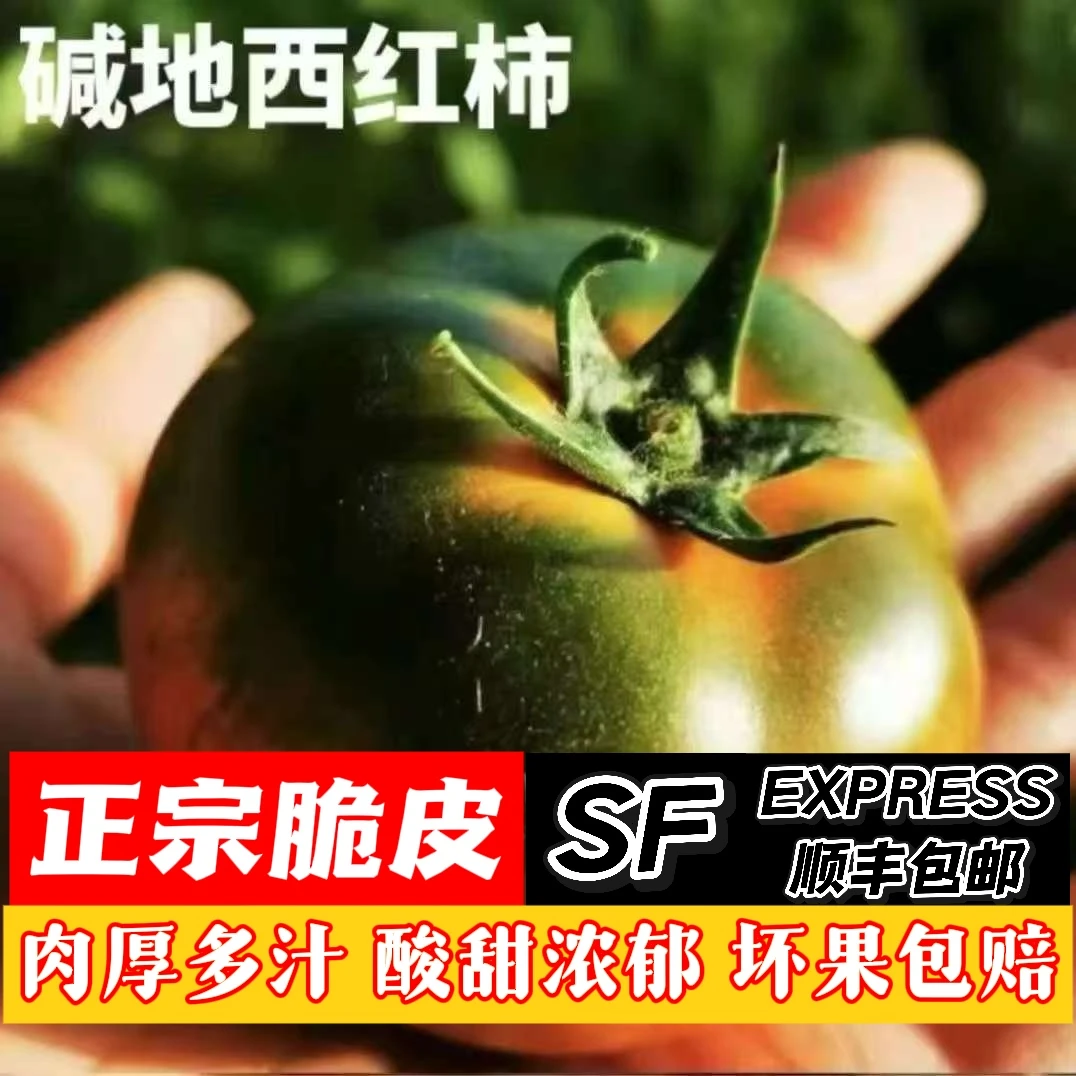 【精品大果】草莓番茄盐碱地现摘铁皮柿子西红柿顺丰包邮酸甜多汁