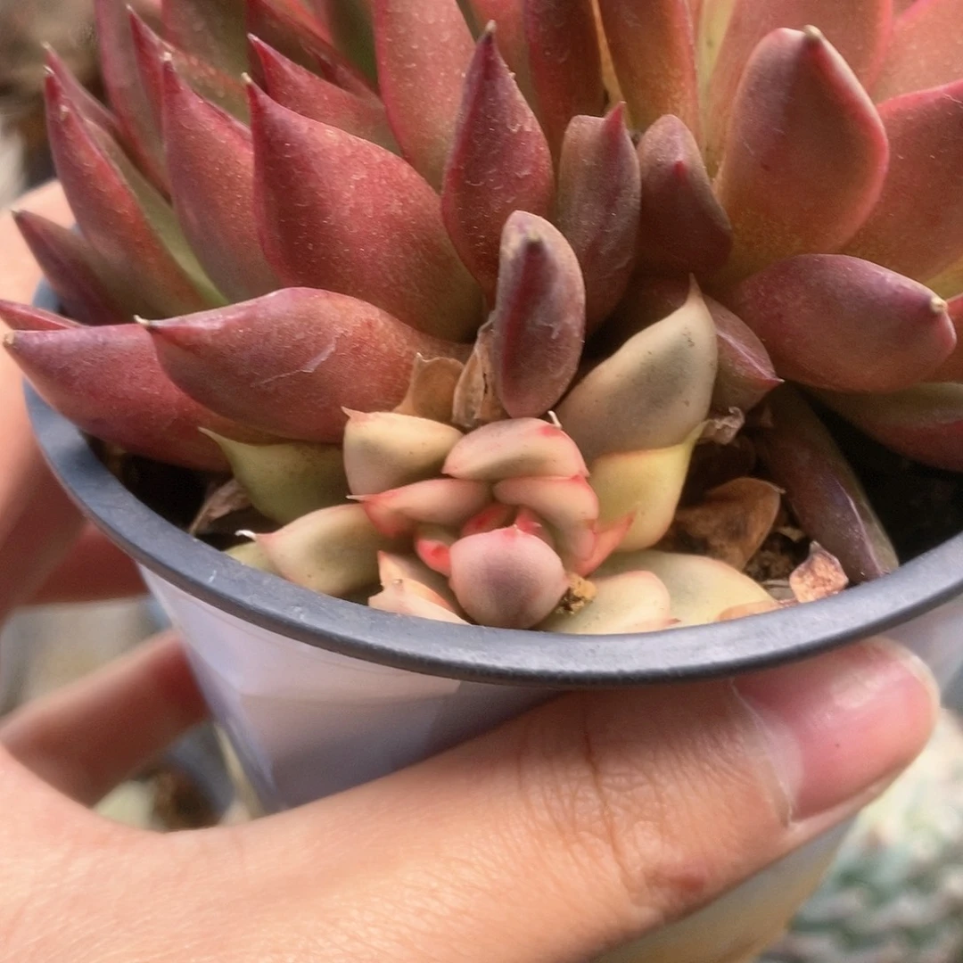 144野马锦锦锦锦锦锦锦