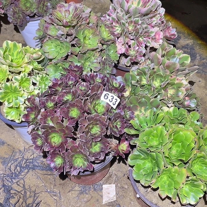 茗*多肉植物断枝不包633法师6颗