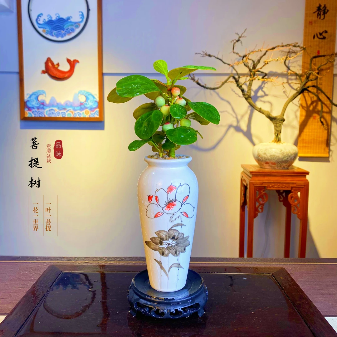 小盼菩提树盆栽绿植室内客厅书房办公室茶桌四季好养美观装饰