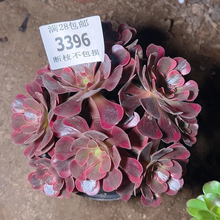 3396爱神多肉植物保护