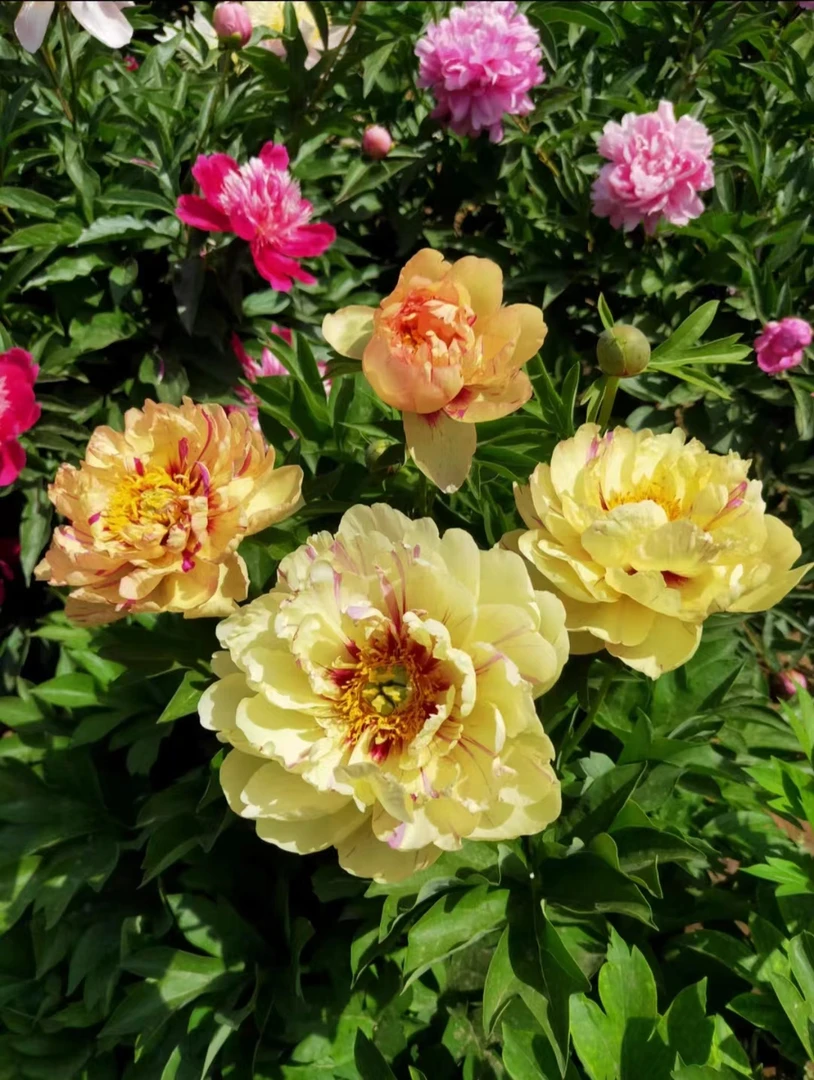 进口品种【棒棒糖】牡丹芍药杂交花苗