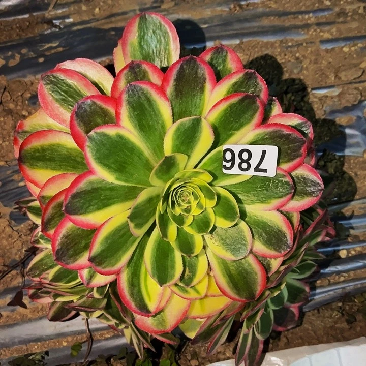 786粉海王多肉植物