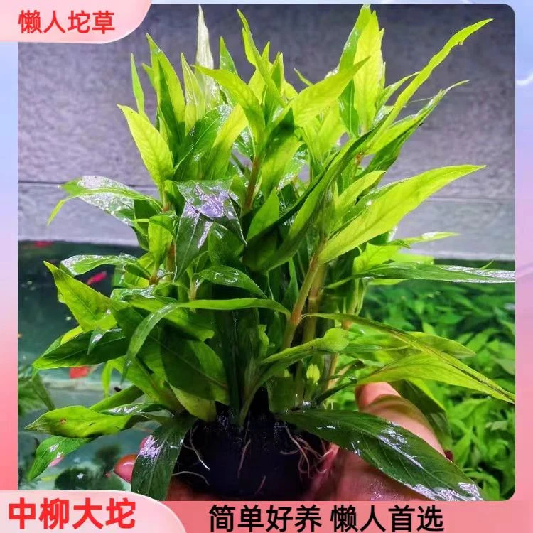 中柳坨草自带养分免种植适合新手的鱼缸造景水草