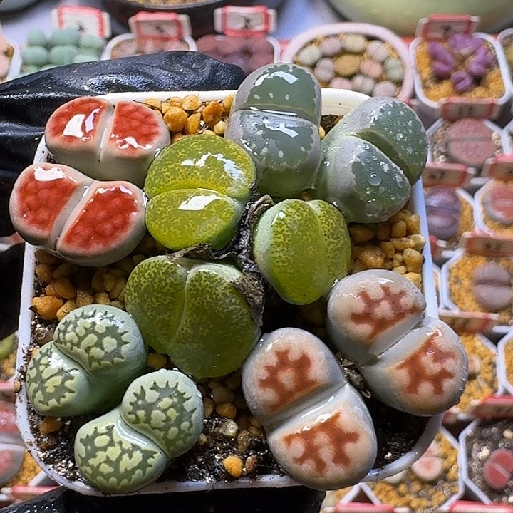 生石花2//。在。 28号