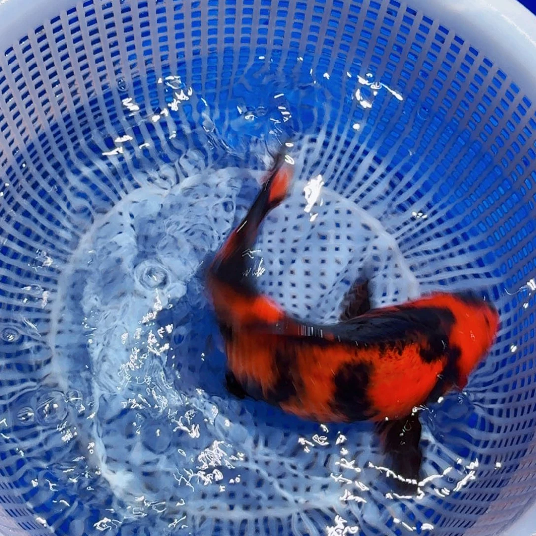 锦鲤精品甄选血统锦鲤