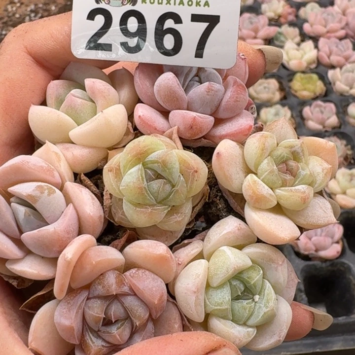 无花朵多肉植物多肉植物