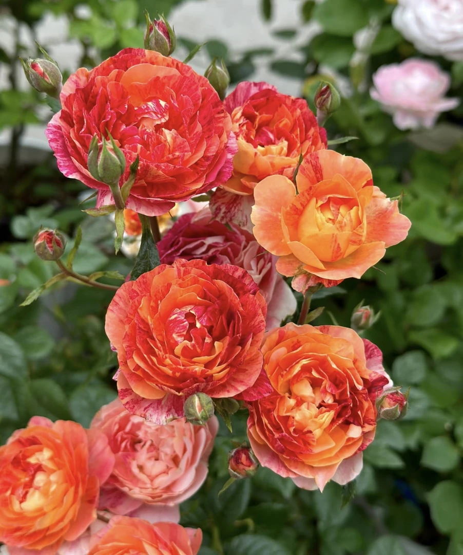 希美【5加仑棒棒糖】勤花多头月季阳台盆栽庭院种植