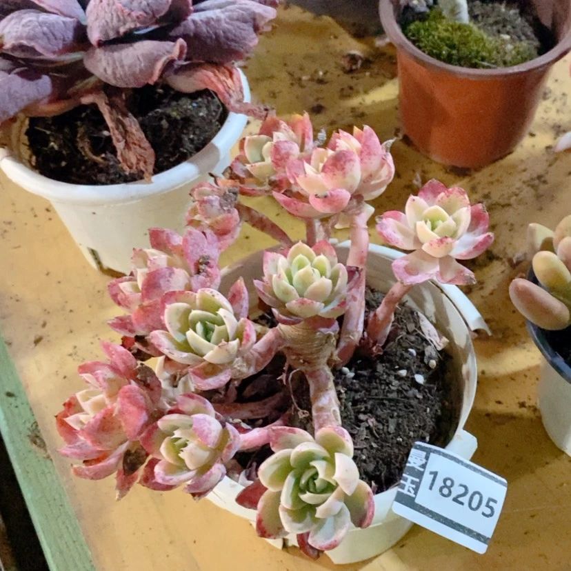 【闪购商品】蓝*丝绸面纱18205