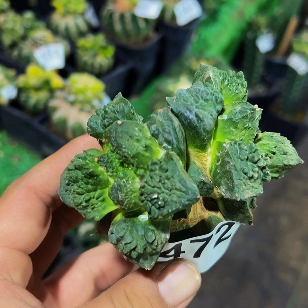无花朵福利连体双头怒472