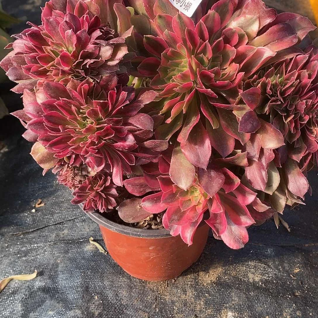 480香妃缀化多肉