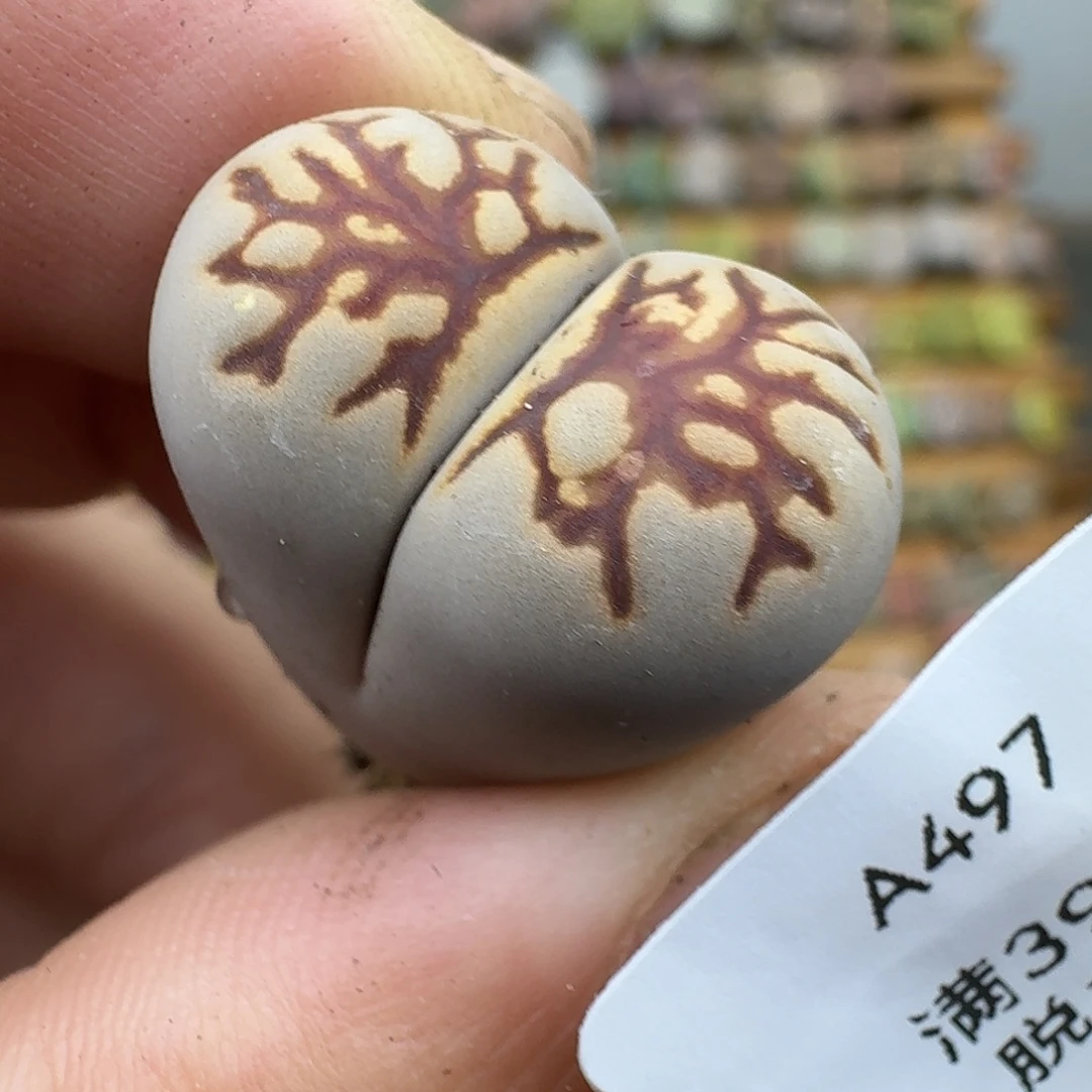 497多肉哈哈哈哈哈哈吧
